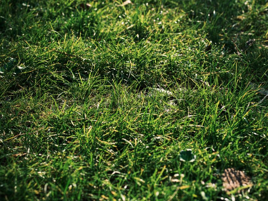 Applying nutrient-rich fertilization treatment to a vibrant green lawn